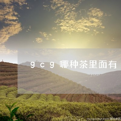 gcg哪种茶里面有/2023031974827