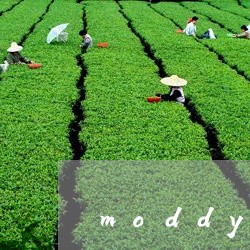 moddy半年抛茉莉白茶/2023040197148