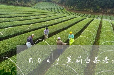 mody茉莉白茶麦麦黑茶/2023040107504