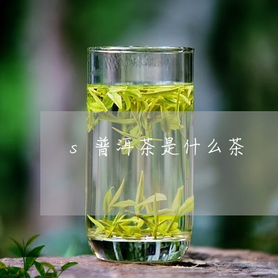 s普洱茶是什么茶/2023041149572