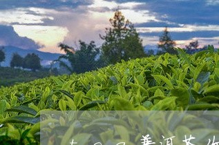 tea普洱茶价格/2023041080603