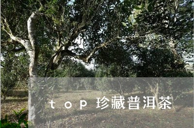 top珍藏普洱茶/2023041049713