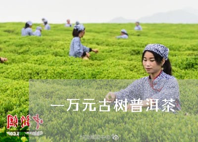 一万元古树普洱茶/2023033098370