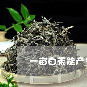 一亩白茶能产多少斤茶青虫/2023040151605