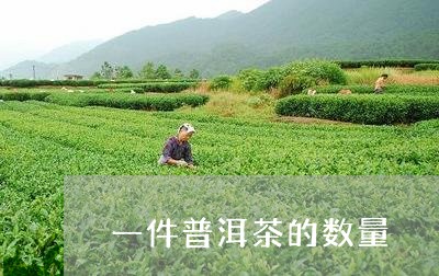 一件普洱茶的数量/2023033004260