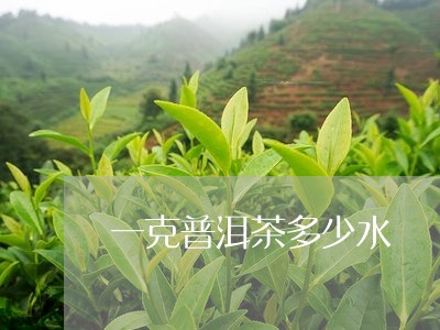 一克普洱茶多少水/2023033132614