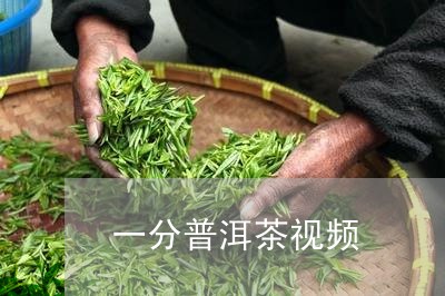 一分普洱茶视频/2023041390593