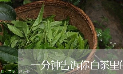 一分钟告诉你白茶里的滋味/2023040157350