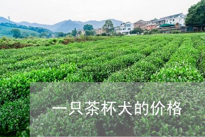 一只茶杯犬的价格/2023032481605