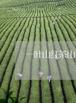 一叶山红茶山系列/2023041672947