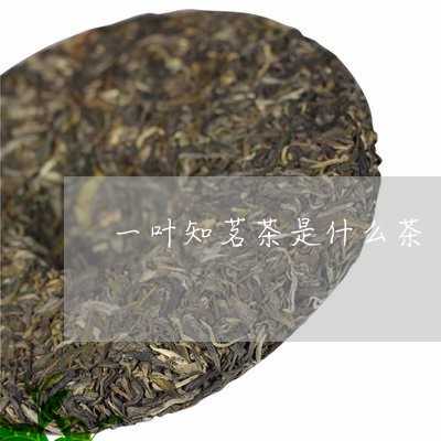 一叶知茗茶是什么茶/2023041540815