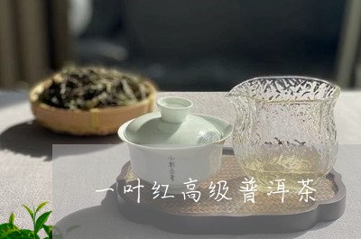 一叶红高级普洱茶/2023033035150