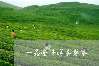 一品堂普洱茶熟茶/2023033191705