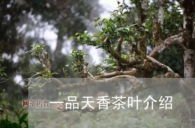 一品天香茶叶介绍/2023032509392