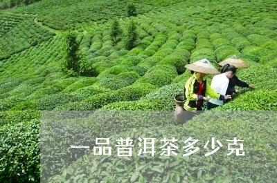 一品普洱茶多少克/2023031644036