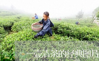 一壶清茶的经典图片/2023032141593