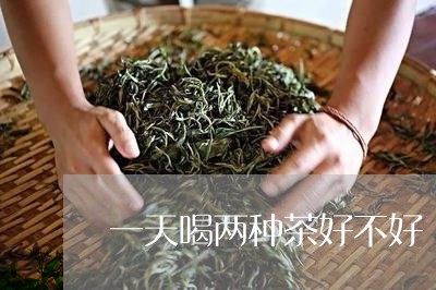 一天喝两种茶好不好/2023041479383