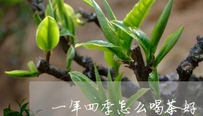 一年四季怎么喝茶好/2023032042803