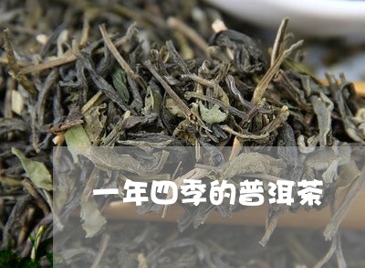 一年四季的普洱茶/2023032963734