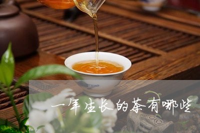 一年生长的茶有哪些/2023041621595