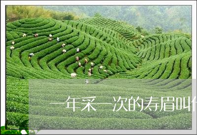 一年采一次的寿眉叫什么茶/2023040106370