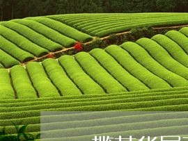 一揽芳华属于什么茶/2023031938360