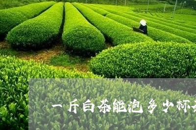 一斤白茶能泡多少杯茶叶水/2023040188240