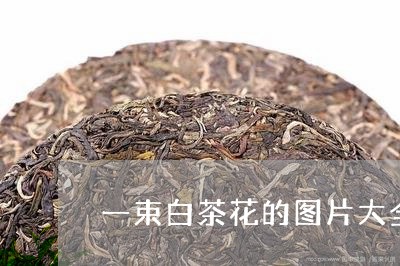 一束白茶花的图片大全高清/2023040103626