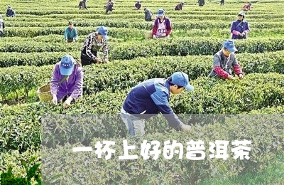 一杯上好的普洱茶/2023033048505