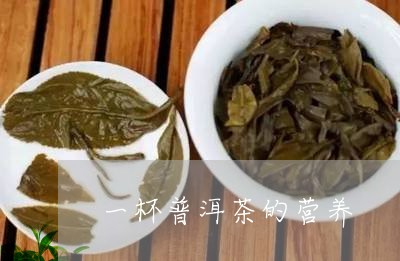 一杯普洱茶的营养/2023033191604