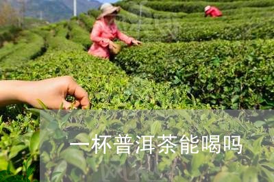 一杯普洱茶能喝吗/2023031626260