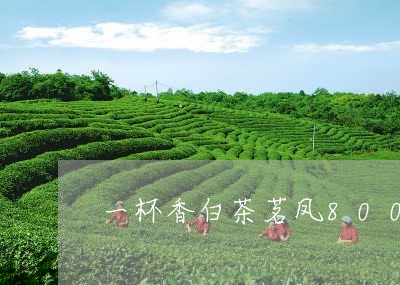 一杯香白茶茗凤800报价/2023033199514