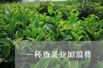 一杯香茶业加盟费/2023041337362