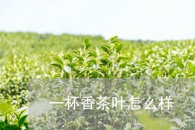 一杯香茶叶怎么样/2023032506348