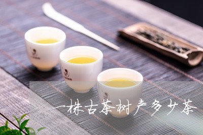 一株古茶树产多少茶/2023041674168