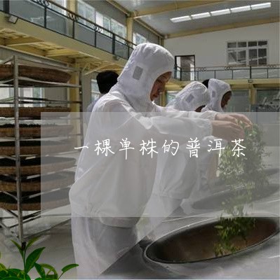 一棵单株的普洱茶/2023041134928