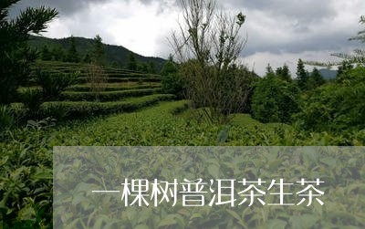 一棵树普洱茶生茶/2023033185058