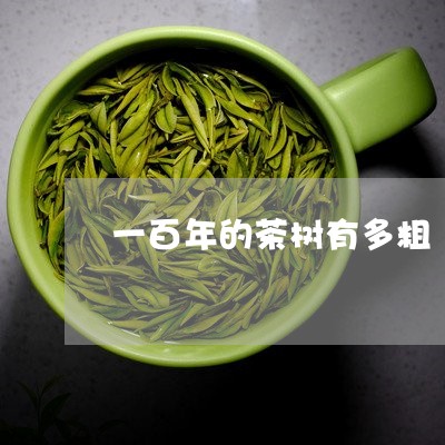 一百年的茶树有多粗/2023041694847