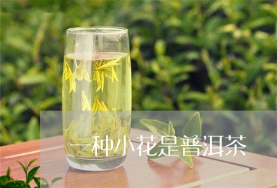 一种小花是普洱茶/2023031603826