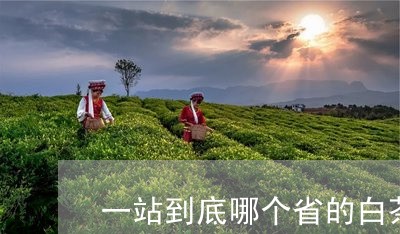 一站到底哪个省的白茶最好/2023033164925