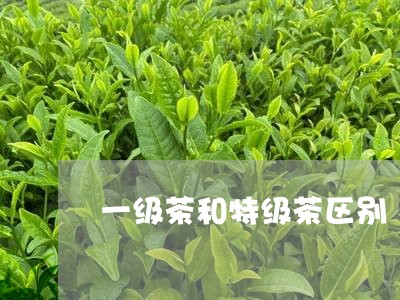 一级茶和特级茶区别/2023041663936