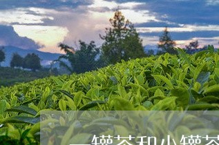 一罐茶和小罐茶区别/2023041695938