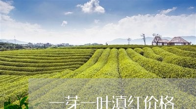 一芽一叶滇红价格/2023032958270