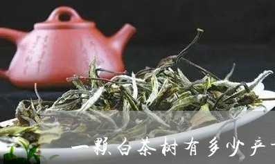 一颗白茶树有多少产量的茶/2023033123137