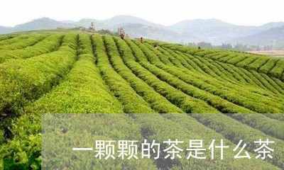 一颗颗的茶是什么茶/2023031926049