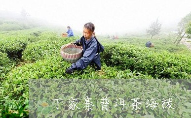 丁家寨普洱茶海拔/2023031681793