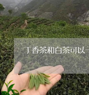 丁香茶和白茶可以一起泡吗/2023033143727