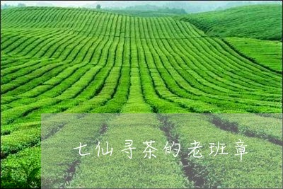 七仙寻茶的老班章/2023032988592