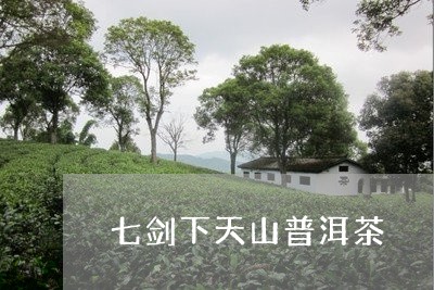 七剑下天山普洱茶/2023033074270