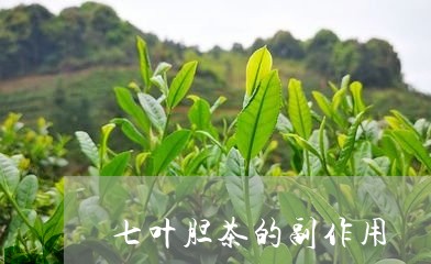 七叶胆茶的副作用/2023032417397